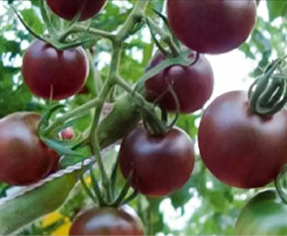 Томат болгарский жемчуг. Томаты жемчуг. Томаты жемчуг. Томаты жемчуг. Томат черри черный жемчуг.