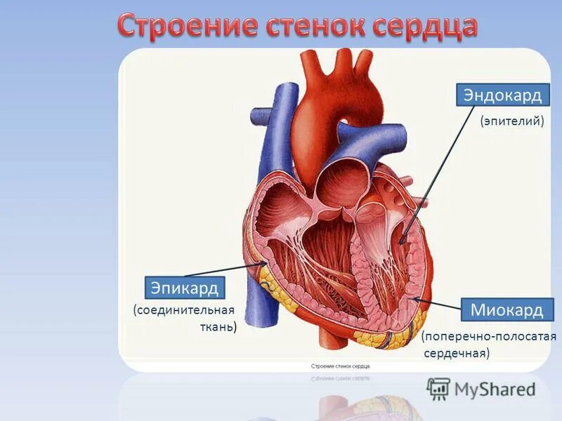 Сердечный способный. Сердце человека камерное. Строение сердца камеры сердца. Строение камер и стенок сердца. Строение 4 камерного сердца.