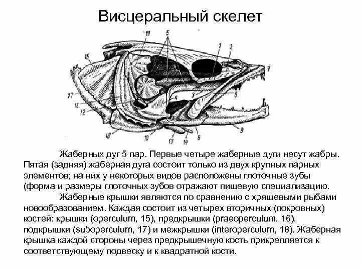 Какую функцию выполняет череп рыбы. Висцеральный череп костных рыб. висцеральный скелет костистой рыбы. скелет черепа костистой рыбы. схема строения черепа судака.