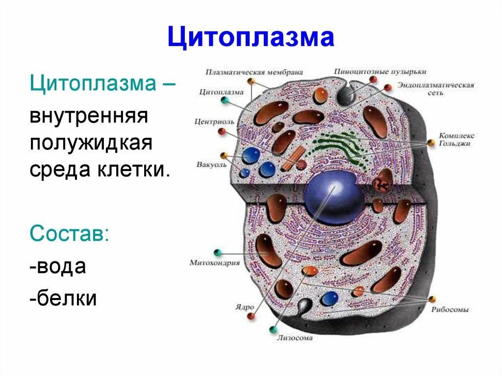 Цитоплазма клетки 10 кл. Строение цитоплазмы животной клетки. Строение цитоплазмы клетки рисунок. Строение цитоплазмы человеческой клетки. Полость в цитоплазме клетки 7