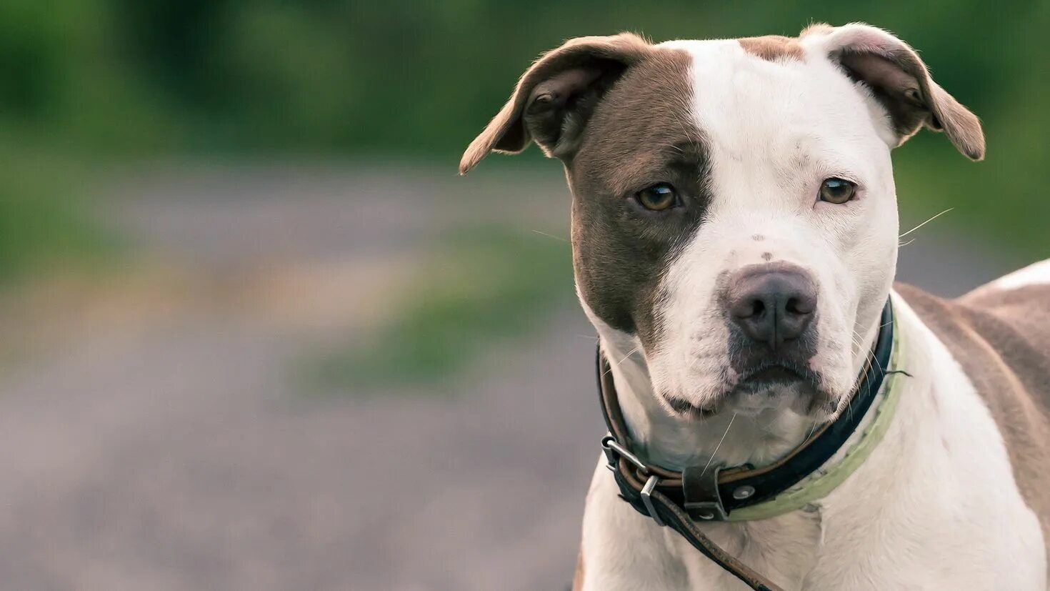 Американский питбультерьер тигровый. Стаффордширский терьер альбинос. Американский пит стафф терьер. Порода американский булли. Стаффордширский терьер булли.