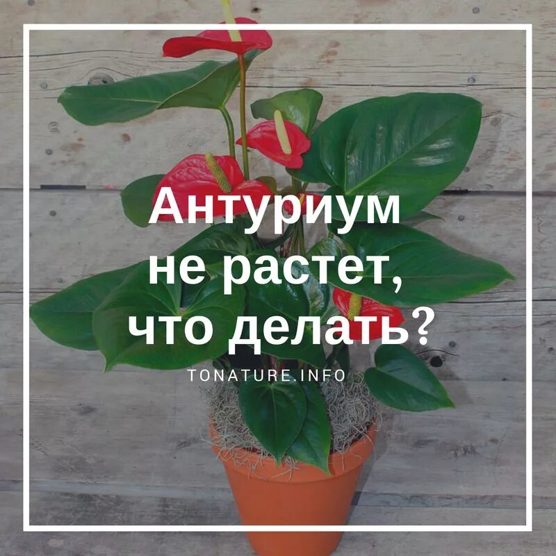 Антуриум цветок размножение. Антуриум суккулент?. Антуриум мужское счастье грунт. Грунт для антуриума.