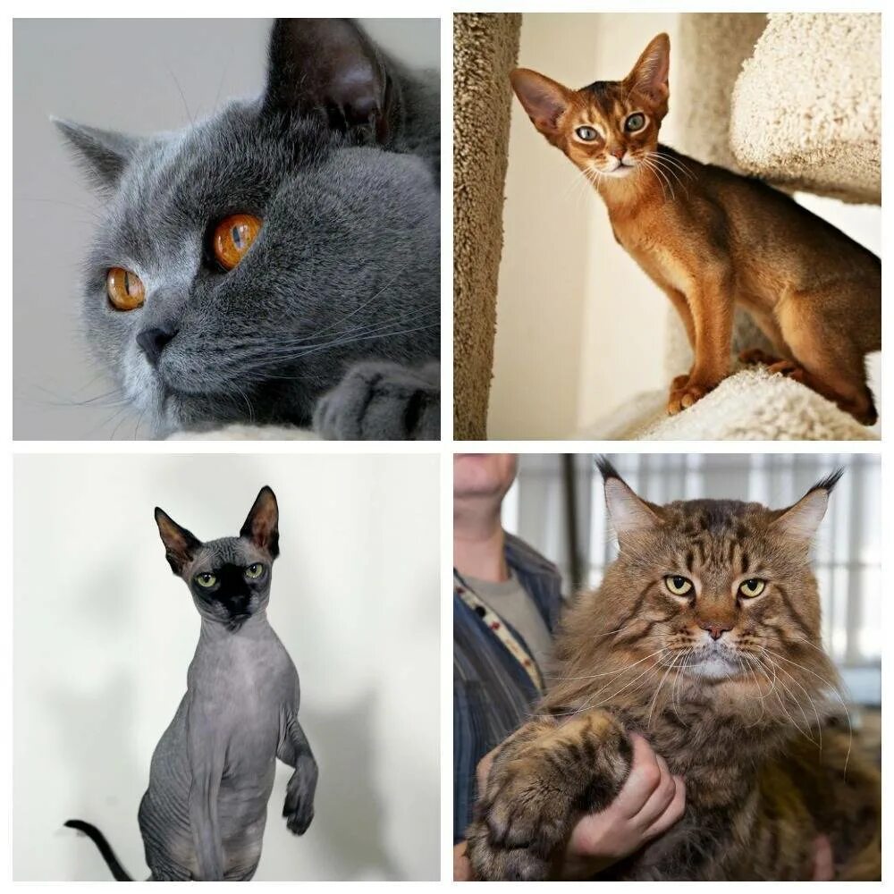 Найти породу кошки. Популярные породы кошек. Известные породы котов. Самые распространённые породы кошек. Самые популярные кошачьи породы.