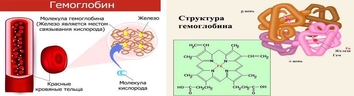 Ионы железа входят в состав гемоглобина крови. Структура гемоглобина формула. Гемоглобин кислород строение. Схема молекулы гемоглобина. Структура гемоглобина схема.