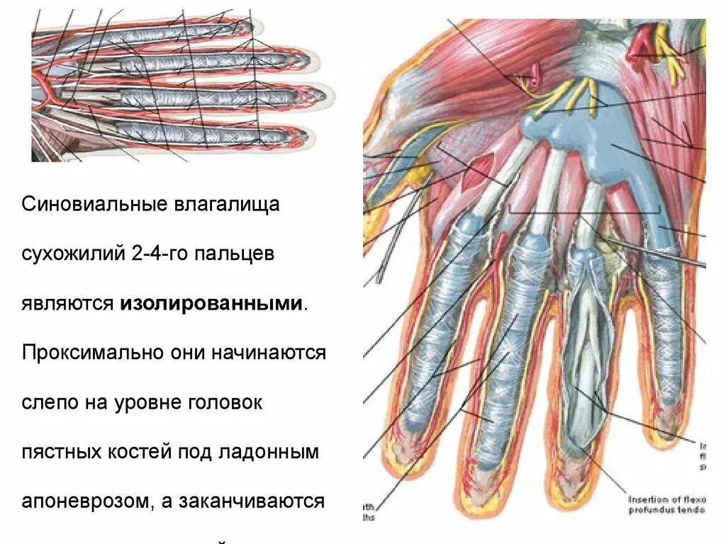 Разгибатели 1 пальца кисти анатомия. Синовиальные влагалища сухожилий сгибателей кисти. Синовиальные влагалища ладонной поверхности кисти. Сухожилия сгибателей запястья анатомия. Топографическая анатомия сухожилий