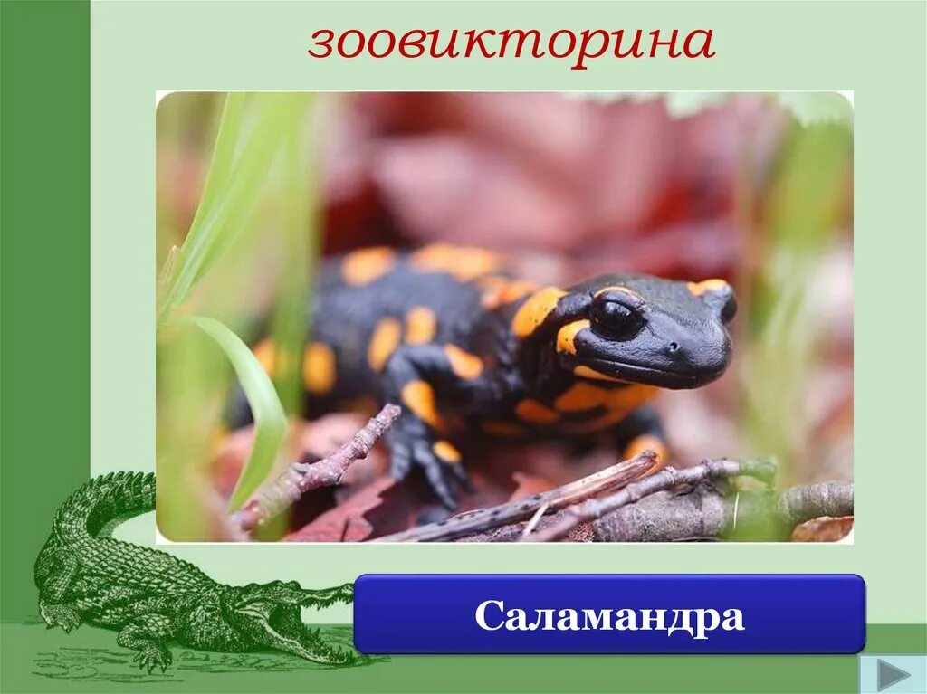 Огненнобрюхий тритон. Сообщение о земноводных саламандра. Амбистома земноводное или пресмыкающееся. Саламандра доклад. Саламандра ящерица.