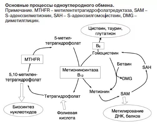 Метаболизм гомоцистеина схема. Гомоцистеин метаболизм. Гомоцистеин схема. Трансформация гомоцистеина.