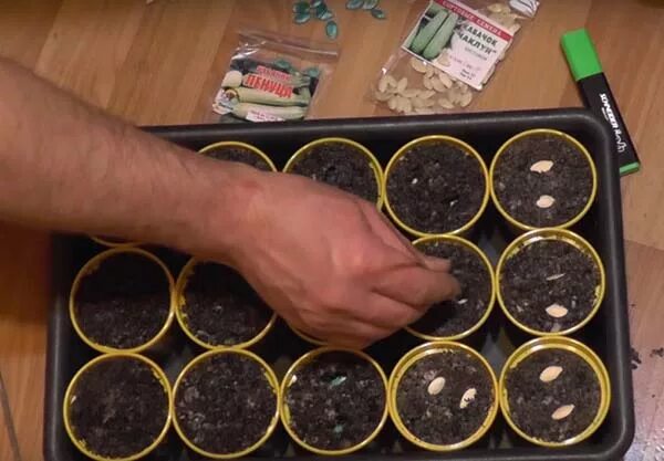 Рассада на грядке. Когда сажать кабачки на рассаду в 2024. Рассада цукини тыква. Куст рассада цукини фараон. Всходы рассады кабачков.