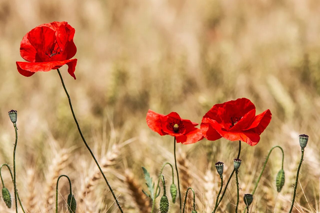 Букет маков. Маковое поле. Мак луговой. Short poppies. Маки цветы.