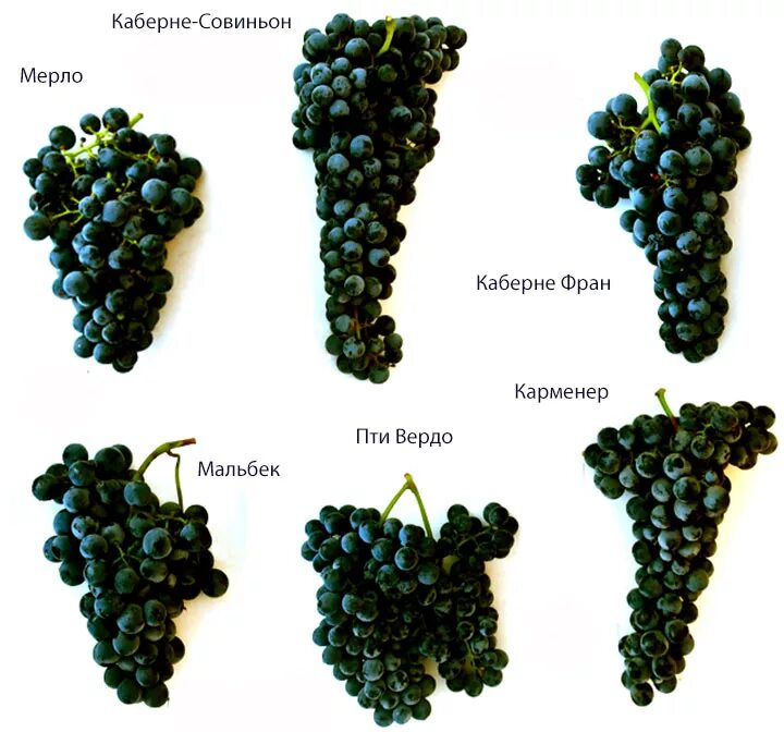 Какие сорта винограда для вина. Каберне Совиньон сорт винограда. Виноград винный Каберне Совиньон. Вино из сорта винограда Каберне Совиньон. Совиньон сорт винограда для красных вин.