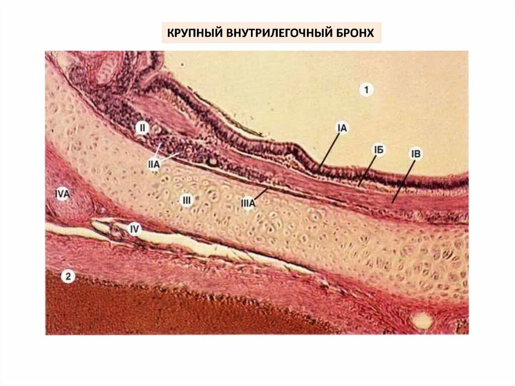 Проникать в слизистую оболочку. Препарат бронхов гистология. Оболочки бронхов гистология. Гистология слизистой трахеи. Слизистая оболочка трахеи гистология.