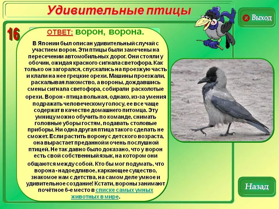 Мир птиц информация. Интересное о воронах. Интересные факты о ВОРАНЕ. Факты про ворону. Факты о воронах для детей.