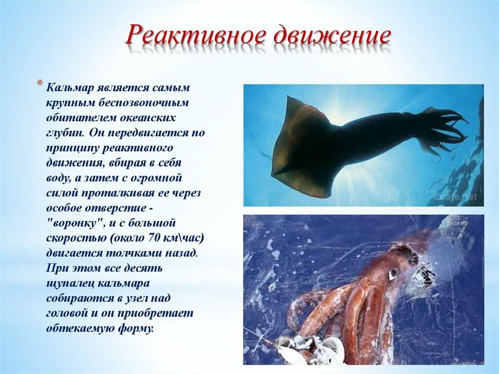 Суть реактивного движения. Реактивное движение. Реактивное движение в природе. Кальмар реактивное движение. Интересные факты о реактивном движении.