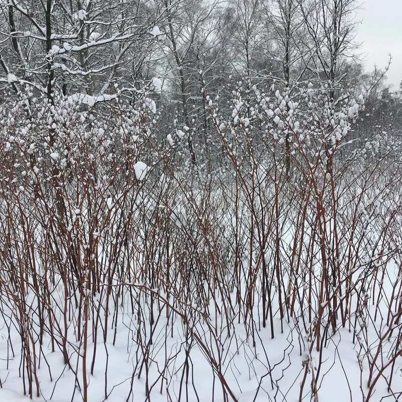 Деревья кустарники травы. Форзиция живая изгородь. Ирга канадская изгородь. Кусты закончились. Бирючина снежноягодник.