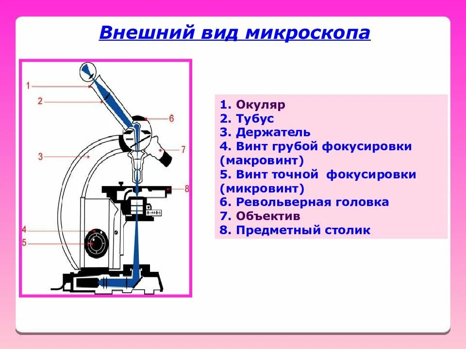 Какую функцию выполняет тубус в микроскопе. Световой микроскоп строение микровинт. Строение микроскопа макровинт. Макровинт у светового микроскопа. Макровинт и микровинт.