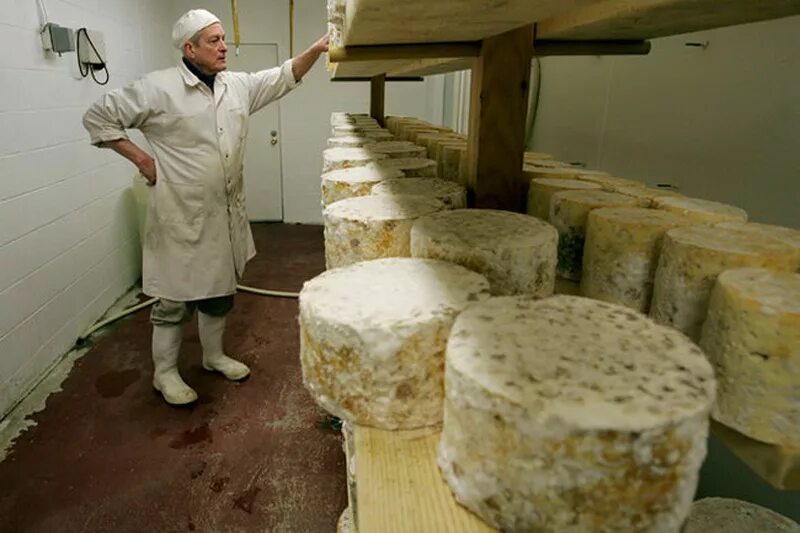 Белая плесень польза и вред. Производство сыра с плесенью. Сыры с плесенью. Сыр с плесенью производство. Плесневый сыр.