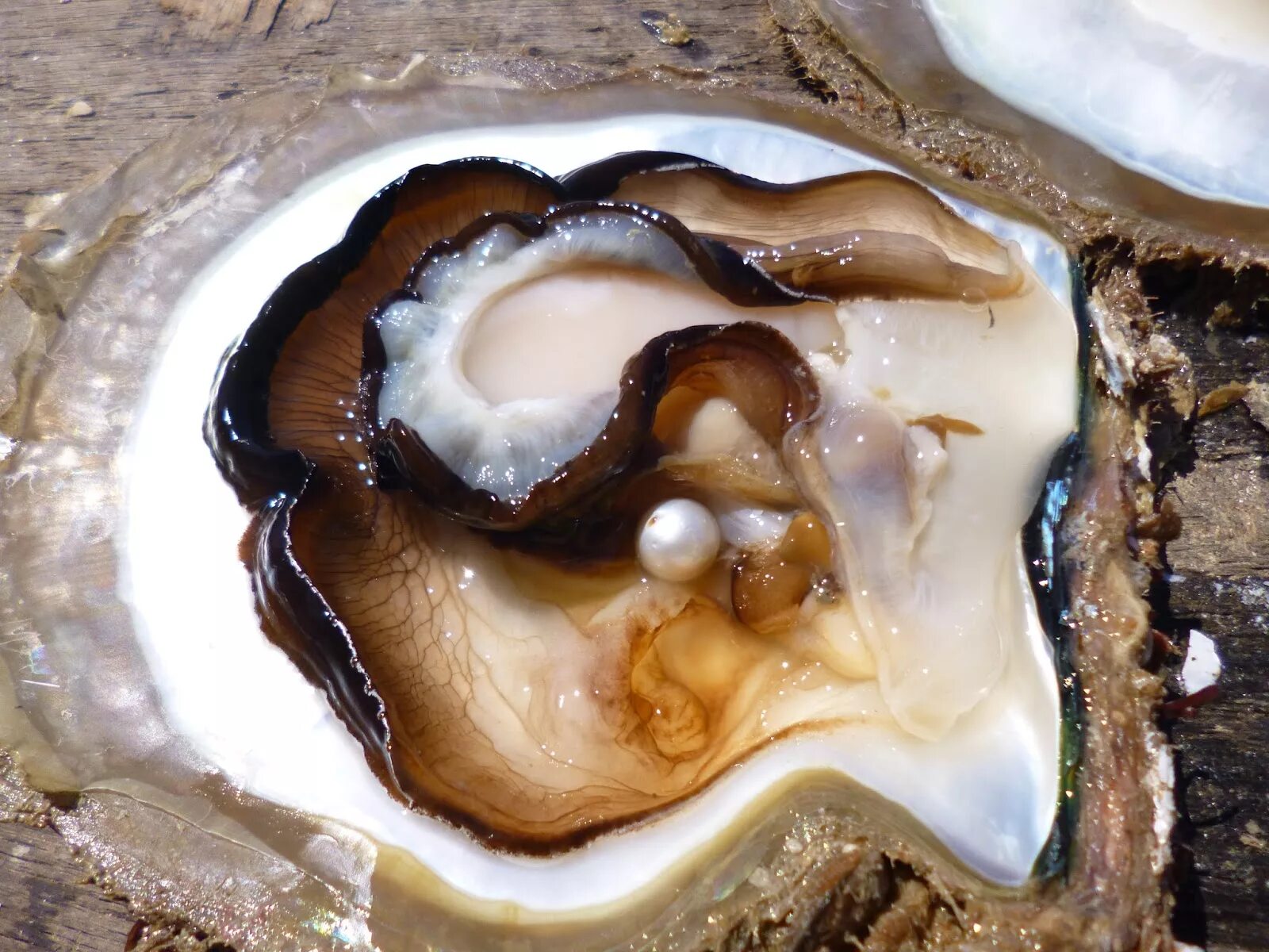 Морская Жемчужница моллюск. Жемчуг моллюска тридакны. Жемчужница обыкновенная. Двустворчатые моллюски жемчуг. Как образуются ракушки