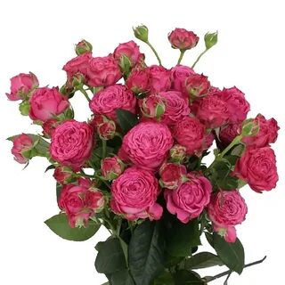 Classic rose