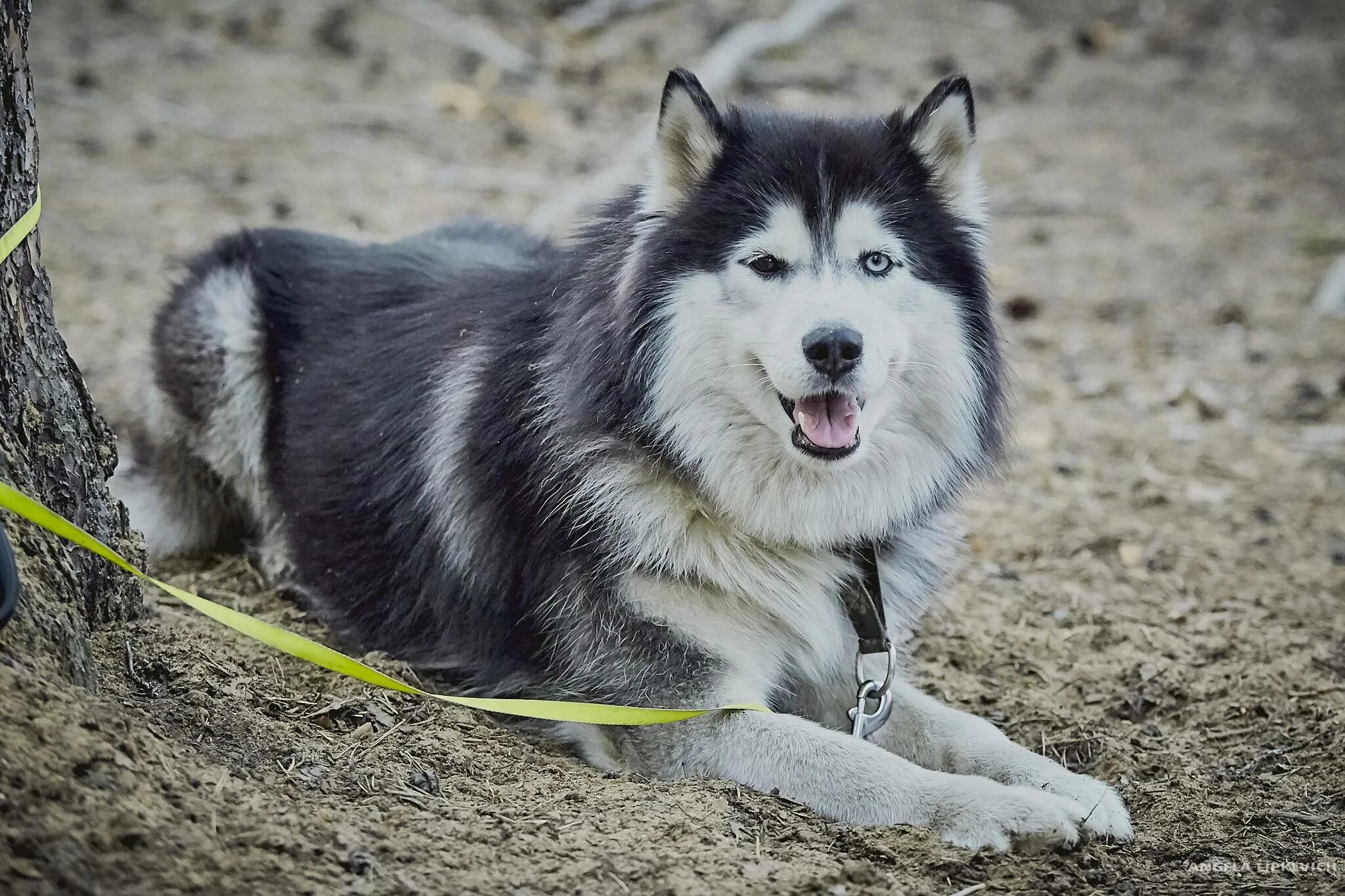 Сахалинская хаски порода. Сахалинская ездовая порода собак. Сахалинский хаски карафуто-кен. Сахалинский хаски карафуто-кен. Сахалинская лайка.