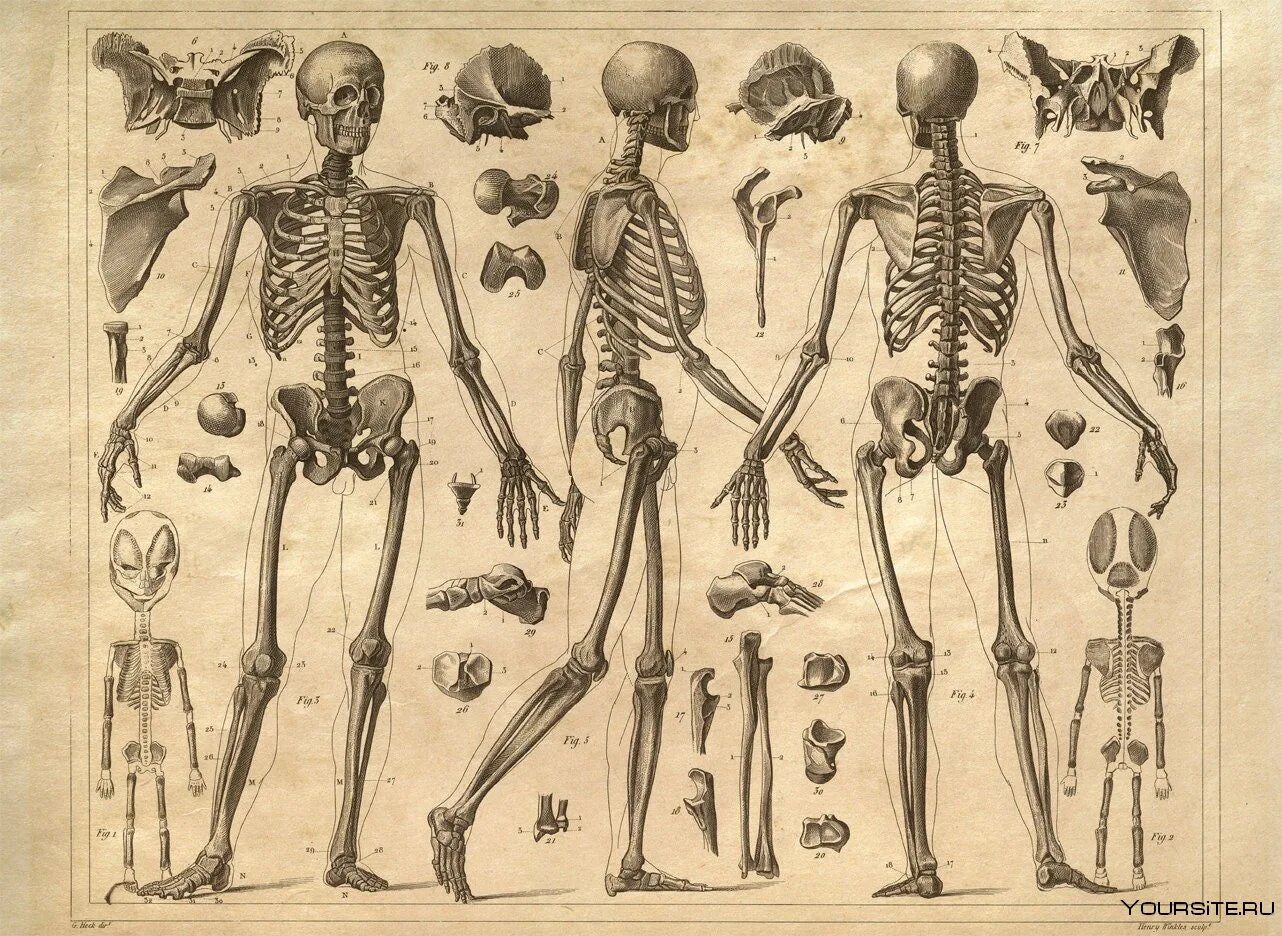 Амортизация скелета. Костная система человека скелет. Скелет человека реферанс. Анатомия скелета человека референс. Скелет человека анатомия Майерс.