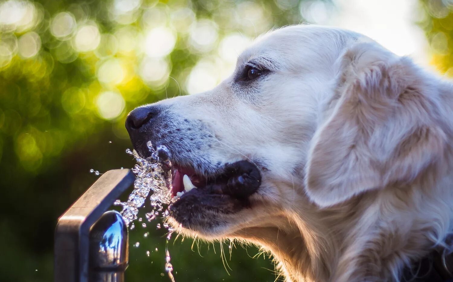 Собака сильный запах. Жажда у собаки. Собака лакает. Собака пьет воду. Выпит собака.
