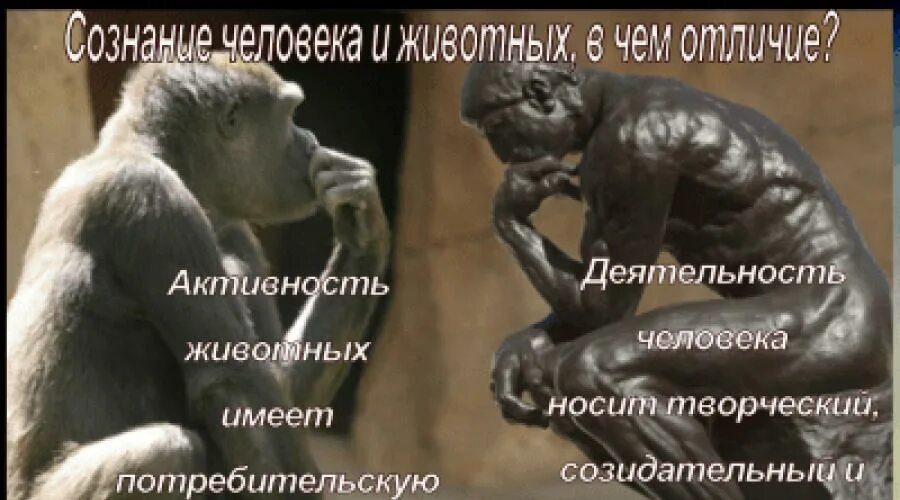 Наличие сознания отличает человека от животных. Отличия человека и животного. чем отличается животное от человека. человек от животного. что отличает человека от животного.