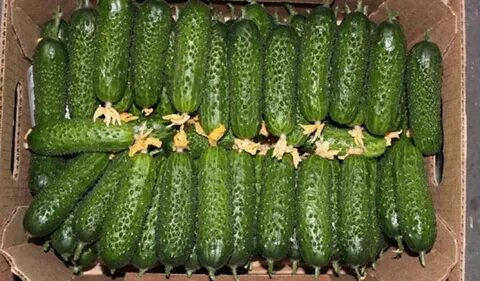 Сорт огурцов мамлюк