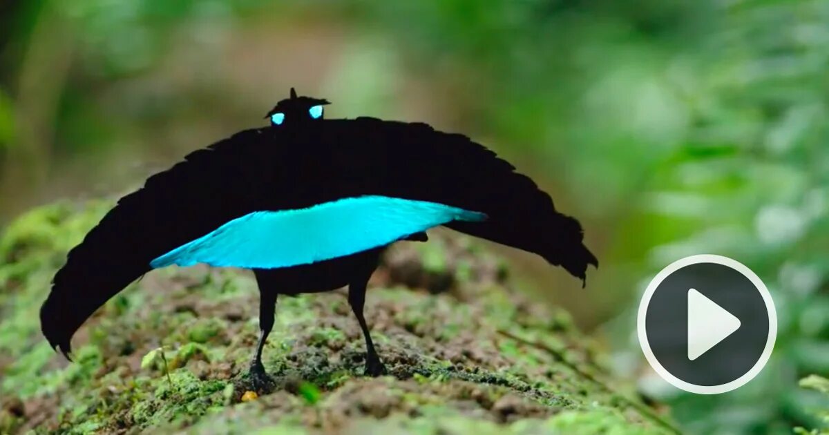 щитоносная райская птичка. Lophorina superba птица. райская лофорина. танцы райских птиц видео. лофорина суперба птица.