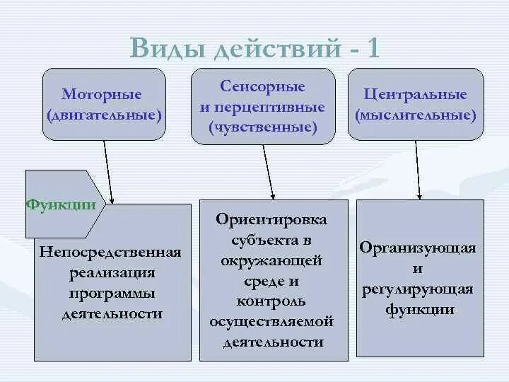 Функции активности человека. Сенсорные и моторные функции. Сенсорный Центральный и моторный. Структура действия моторная сенсорная Центральная. Сенсорные мнемические и моторные функции.