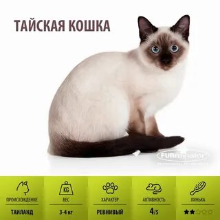 Чем отличаются таю