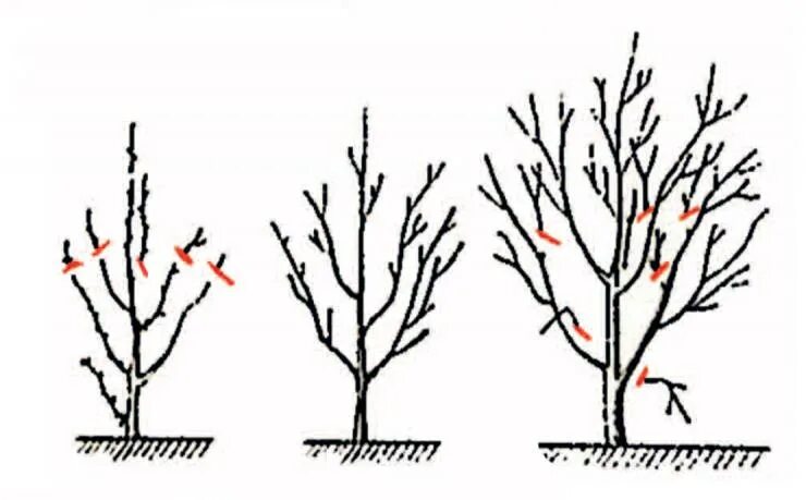Волчки на яблоне. Обрезка груши весной 3 года для начинающих. Обрезка тонкого. Весенняя обрезка сливы ранней весной. Обрезка тонкого.