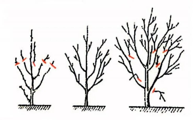 Обрезка молодой черешни весной. Обрезка вишни осенью. Обрезать черешню весной.