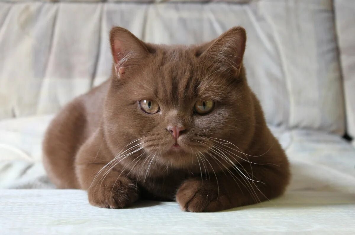 Кошка коричневая короткошерстная. Британская короткошёрстная циннамон. Британский кот циннамон. Шотландский скоттиш циннамон. Котенок британец циннамон.