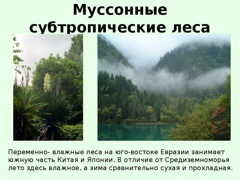 Природная зона презентация 7 класс. Субтропический муссонный климат Евразии. Природные зоны Евразии муссонные леса. Климат вечнозеленых муссонных лесов в Евразии. Муссонные леса Тип климата.