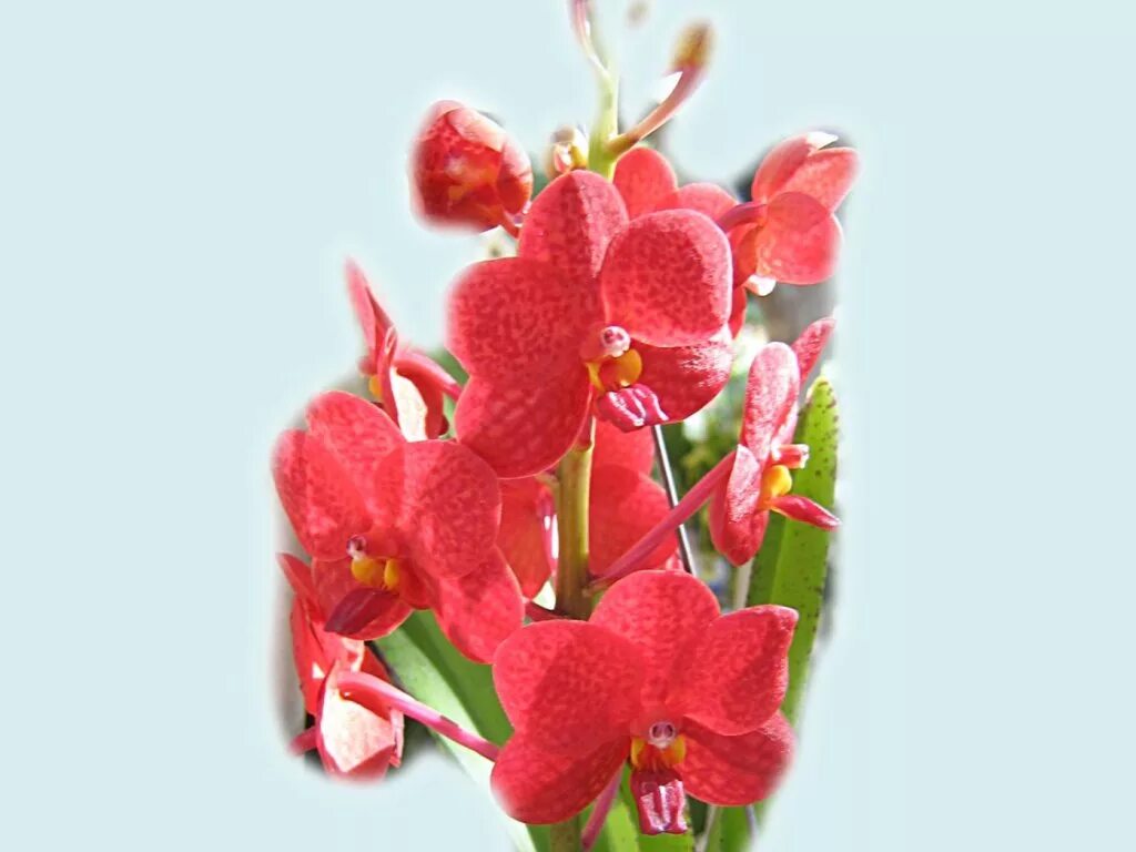 Фаленопсис red pioneer. Цветы орхидеи красные. Цветы орхидеи красные. Цветы орхидеи красные. Фаленопсис красный.