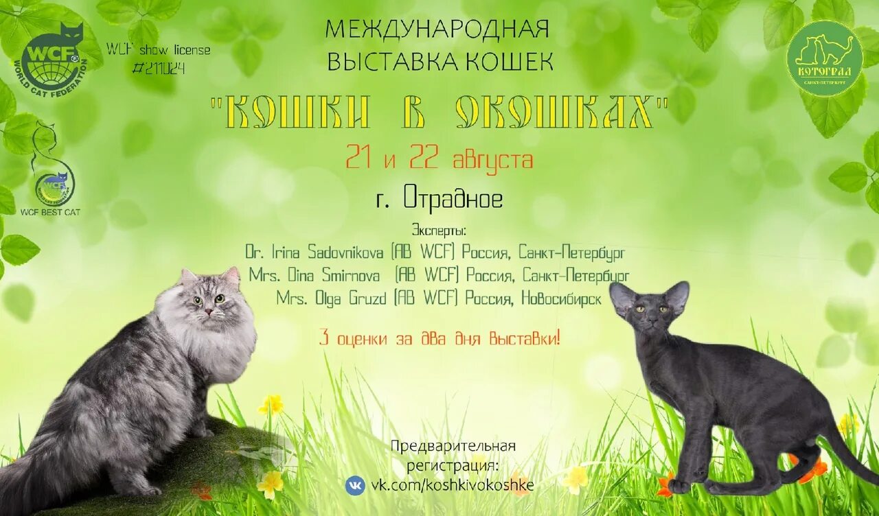 Выставка кошек екатеринбург расписание. Выставка кошек. Выставка кошек в барнауле 2023. Выставка кошек екатеринбург. Выставка кошек в санкт-петербурге.
