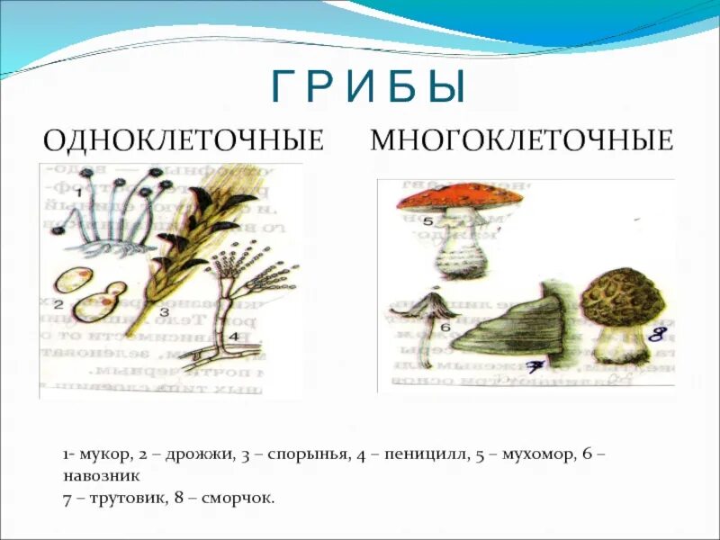 Многоклеточные грибы мукор. Классификация грибов одноклеточные и многоклеточные. Шляпочные грибы многоклеточные или одноклеточные. Мукор одноклеточный гриб или нет. Одноклеточные грибы названия грибов.