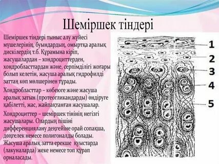 Трусигіңді шешпей көшеде блять