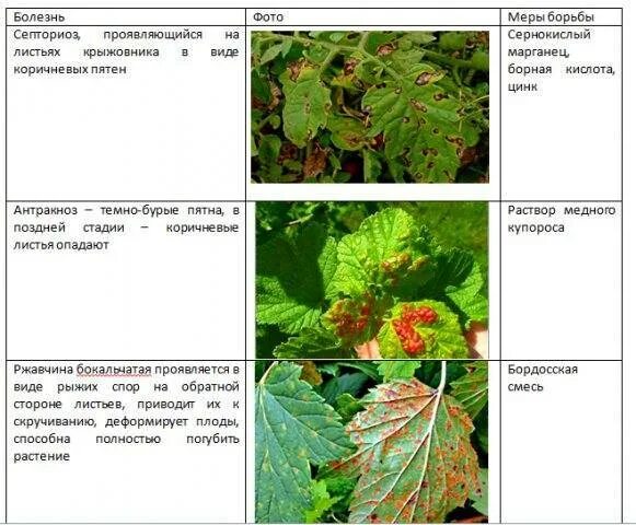 Болезни черной смородины описание с фотографиями