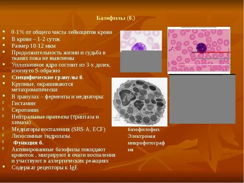 Повышенные базофилы в крови у мужчин причины. Базофилы 0,60. Базофилы 2,10. Базофилы 1.33%. Базофилы 2,7.