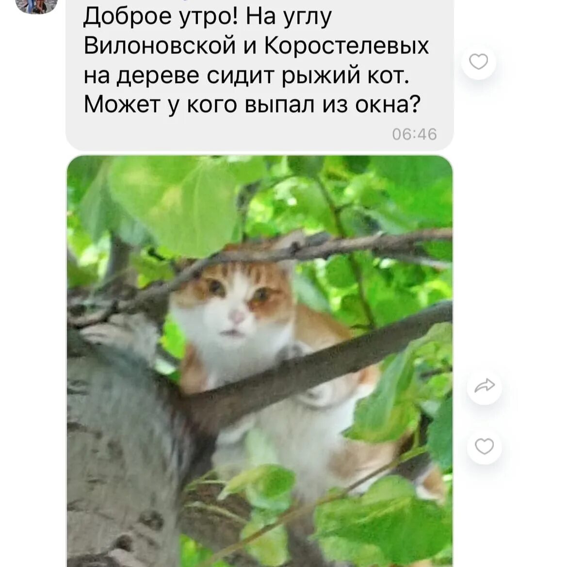 А я на дереве сижу. Сколько кот может сидеть на дереве. котик сидит на дереве картинки. я на дереве сижу. название книги где кот сидит на дереве.