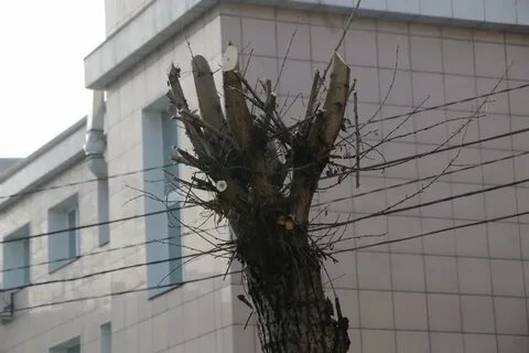 Минусы тополя в городе