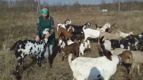 Свежее видео усадьба белая коза