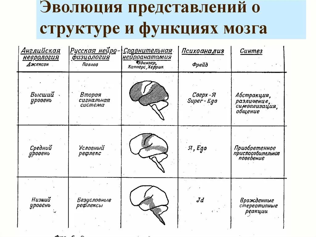 Развитие мозга Эволюция. Этапы формирования мозга. Этапы развития мозга человека. Этапы развития функций мозга.