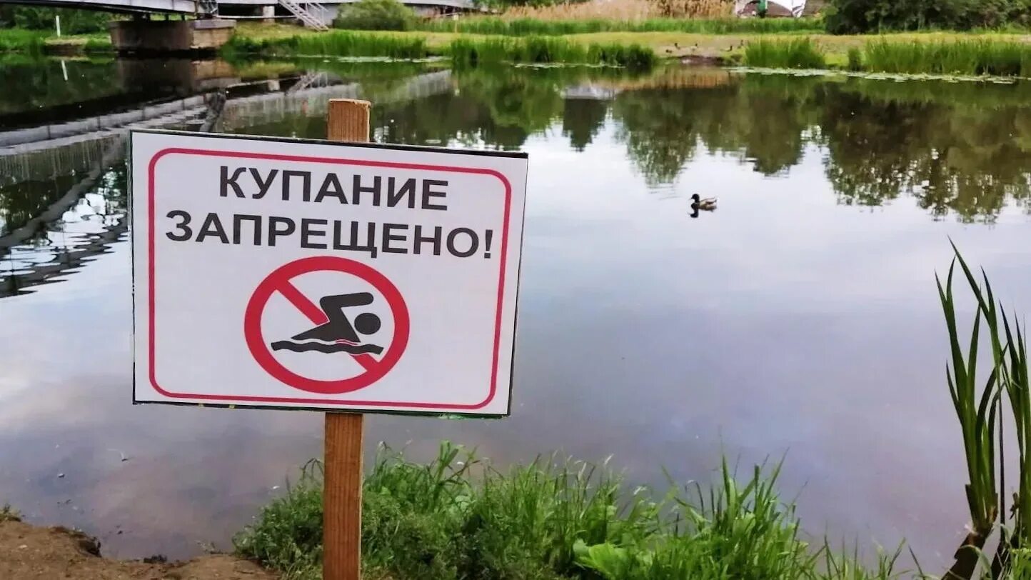Почему нельзя плавать в водоеме где утки