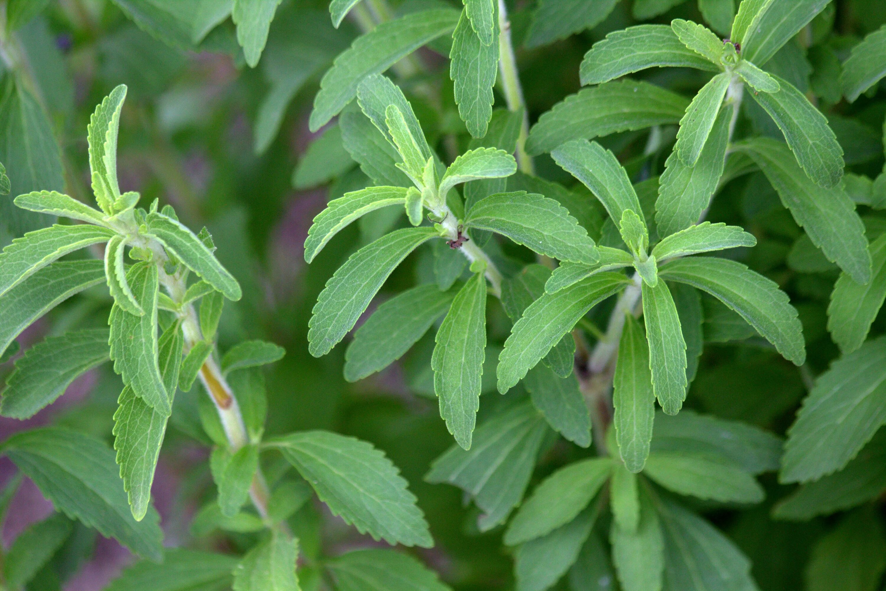 Стевия медовая. Стевия Ребо. Stevia rebaudiana растение. Стевия медовая травка.