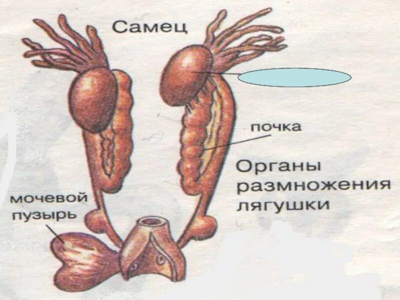 Система органов размножения. Строение органов размножения человека. Органы размножения животных. Половая система самцов. Особенности размножения человека 9 класс биология