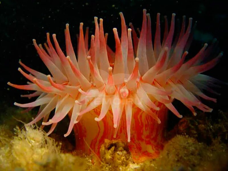 Обитатели бентоса. Бентос Баренцева моря. Морской гребешок это бентос. Моллюски бентос. Растения Баренцева моря.