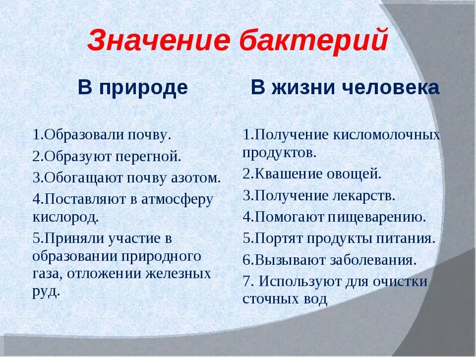 Роль в природе и жизни человека бактерий