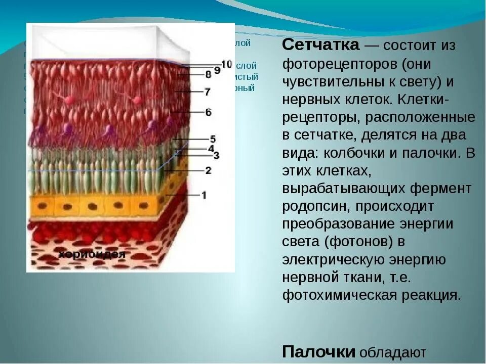 Внутренняя оболочка сетчатка строение. Пигментированный эпителий сетчатки. Рецепторы клетки палочки и колбочки. Сетчатка глаза анатомия. Колбочки сетчатки находятся